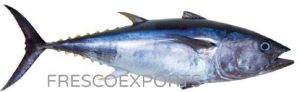 Fresh Fin Tuna Fish