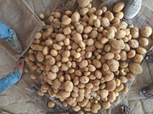 Fresh Kufri Mohan Potato