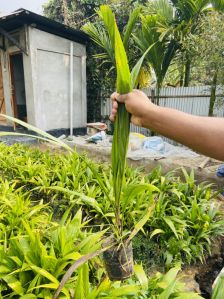 Oil palm seedlings