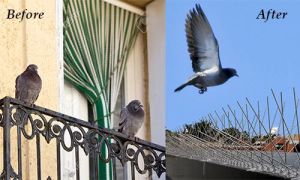 Bird Railing Deterrent Services