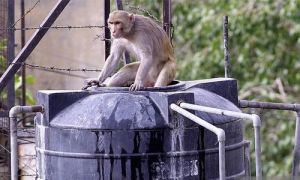 Monkey Water Tank Deterrent Services