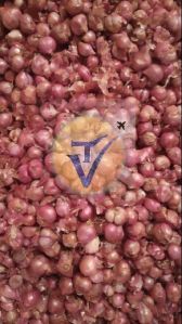 Indian Shallot Onion