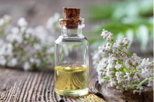 Valerian Essential Oil