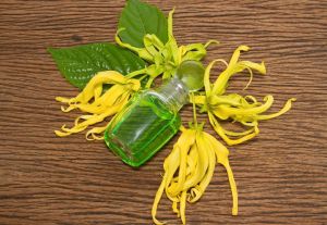 Ylang Ylang Essential Oil