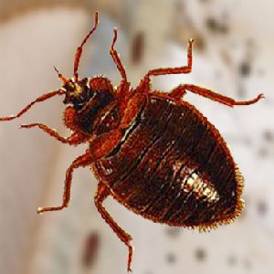 Bed Bugs Treatment