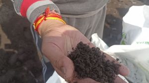 Vermicompost Manure