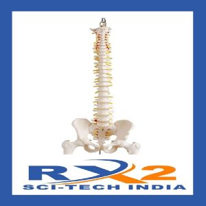 Vertebral Column with Pelvis and Femur Heads (Tall 85cm)