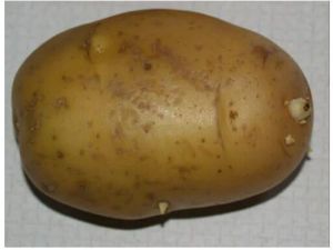 Organic Potato