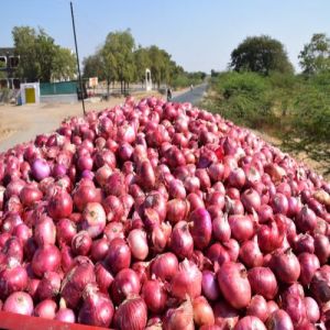 Fresh Red Onion