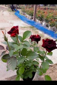 Rose Flower Plant