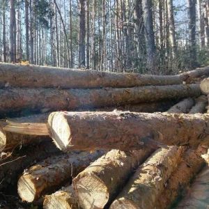 Pine Wood Logs