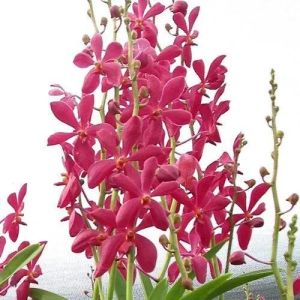 Mokara Orchids