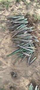 Aloe vera Plants