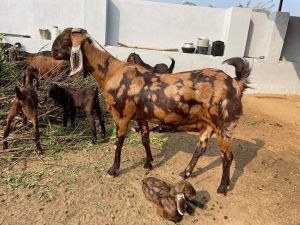 Sirohi Bakri