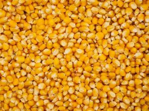 Natural Yellow Corn Seeds