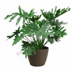 Philodendron Plant