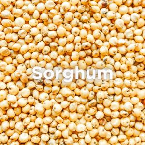 Organic Sorghum