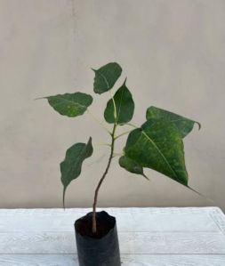 Peepal Plant