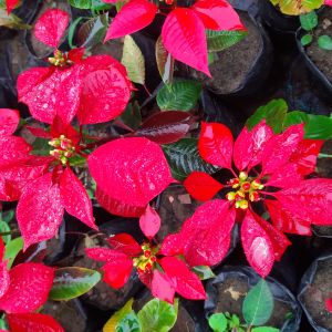 poinsettia plant