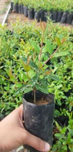 Pomegranate Plant