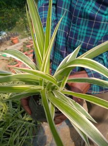 Spider Plant