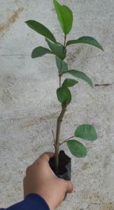 Taiwan Pink Guava Plant