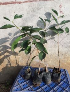 Thai Black jamun plant