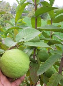 Tissue culture guava plant