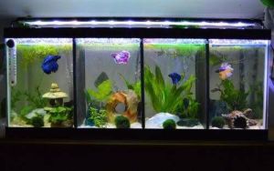 All Glass Aquarium 15 Gallon Black Tank (24 X 12 X 12)