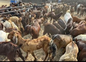 Cutting goats