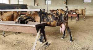 Pregnant Sirohi goats