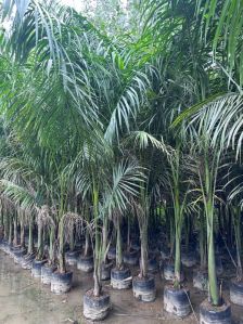 Palm Plants