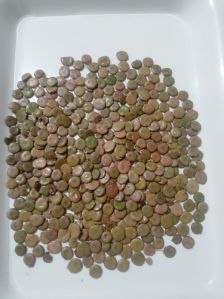 Acacia Senegal Seeds