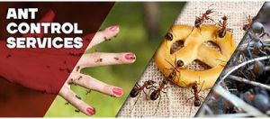 Ants Control Services