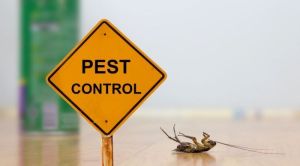 Pest Control Services