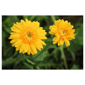 Gerbera Flower