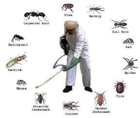 Pest Control Services