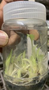 Banana Tissue Cultured Plants