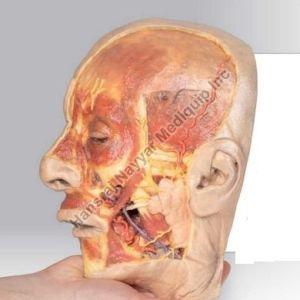 Superficial Face 3D Anatomical Model
