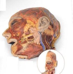 Superficial Facial Nerves with Parotid Gland 3D Anatomical Model