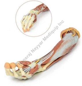Upper Limb and Hand 3D Anatomical Model