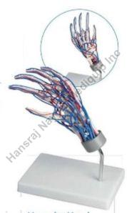 Vascualar Hand 3D Anatomical Model
