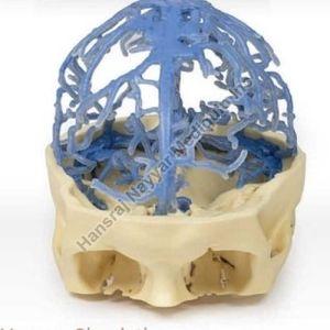 Venous Circulation 3D Anatomical Model