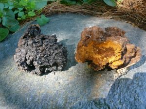 chaga mushroom