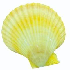 Yellow Mermaid Natural Seashell