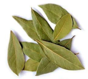 Natural Bay Leaf