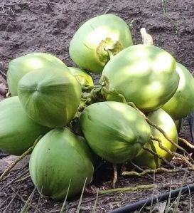 Raw Tender Coconut