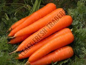 Fresh Carrot