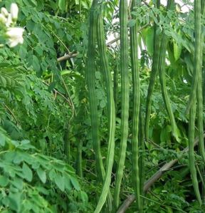 Moringa Leaf