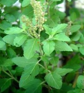 ayurvedic medicine tulsi leaf